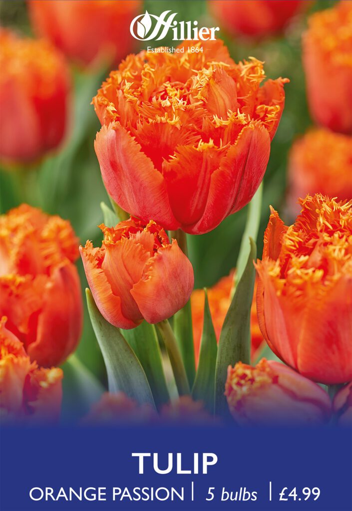 Tulip Orange Passion Bulbs 8718641970997 2